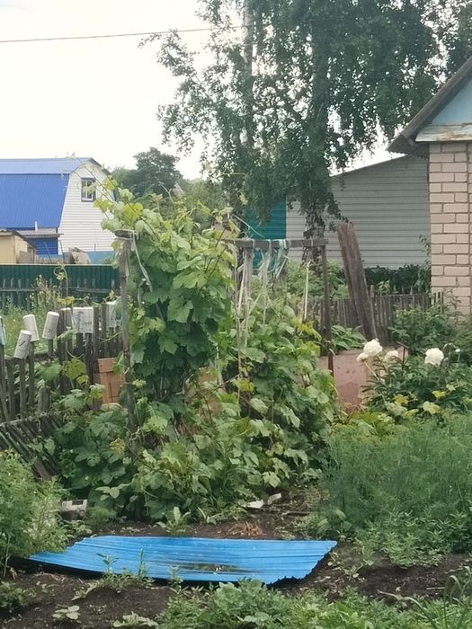 Продам дачу садовое общество Ромашка