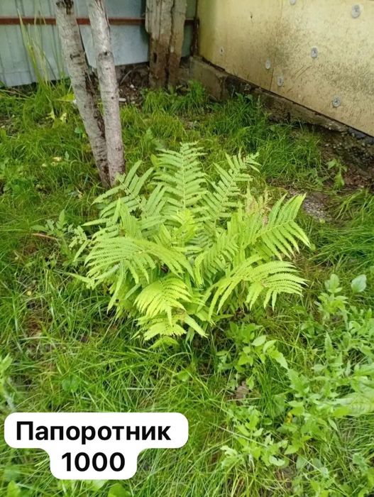 Растения и цветы