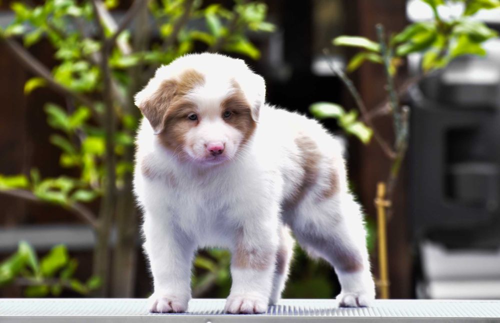 Ciobanesc Australian Pui cu pedigree