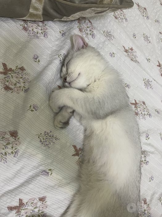 Кот, породистый, 4 месяца, Шеншилла