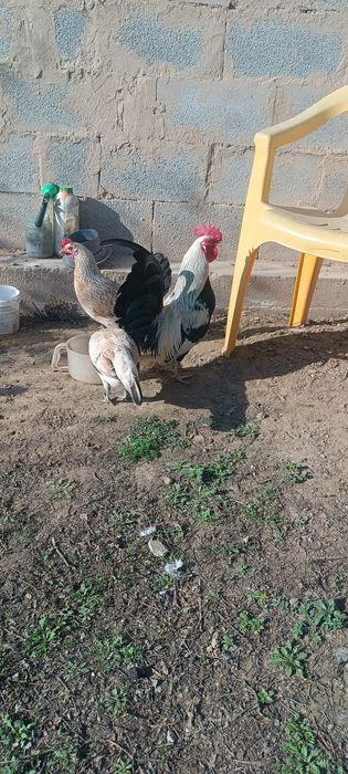 Карликовых курей