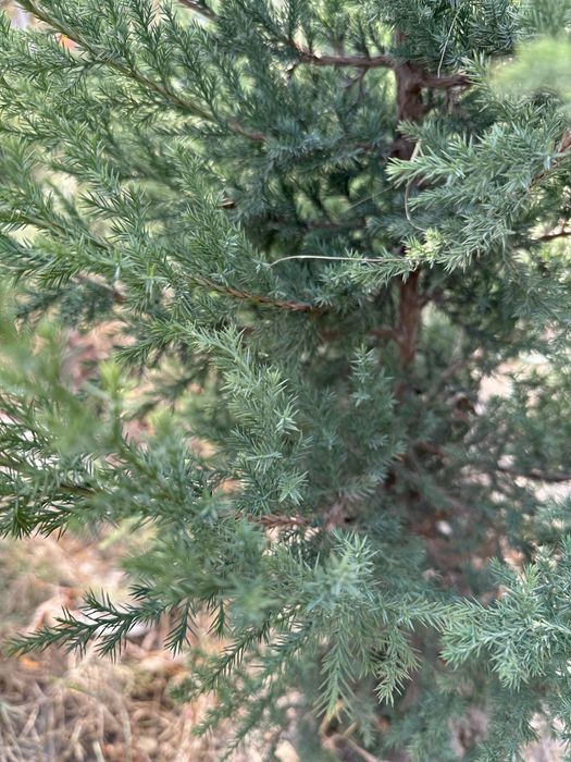 арча можжевелник звёздичка