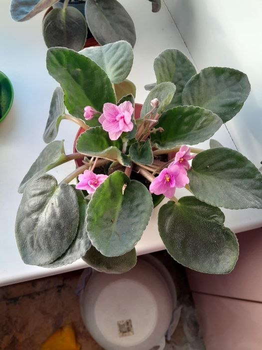 Продам фиалки домашние 2000тг