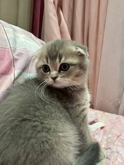 британский скотиш фолд