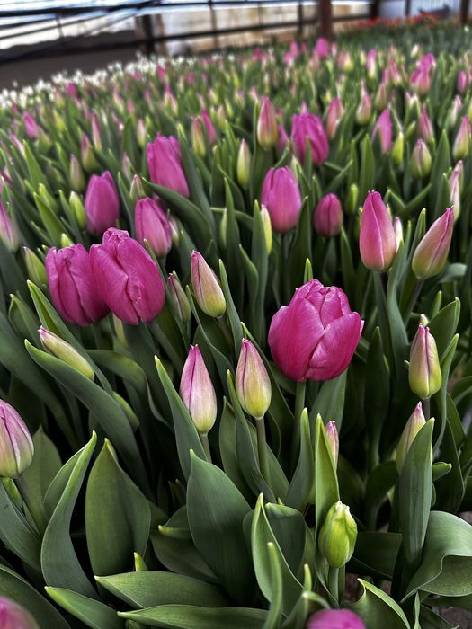 Тюльпаны оптом и розницу