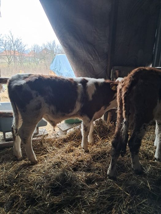 Vând vitei intarcati