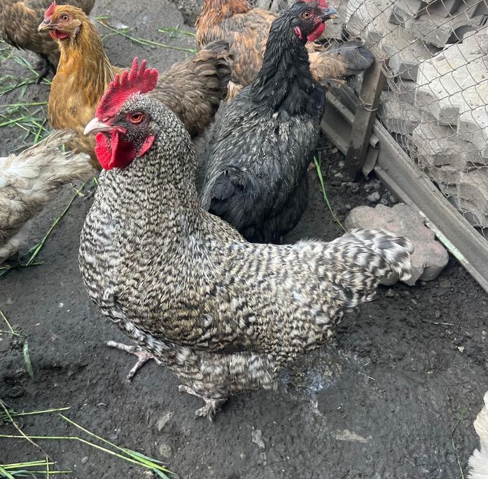 Продам домашних петухов