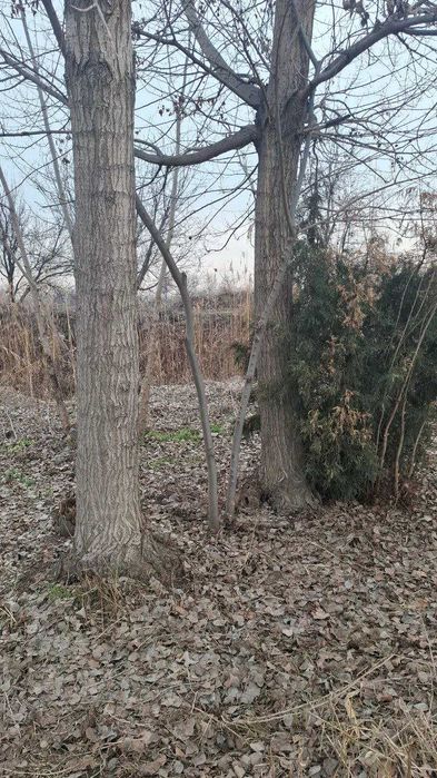 Тераклар 60-65 штук