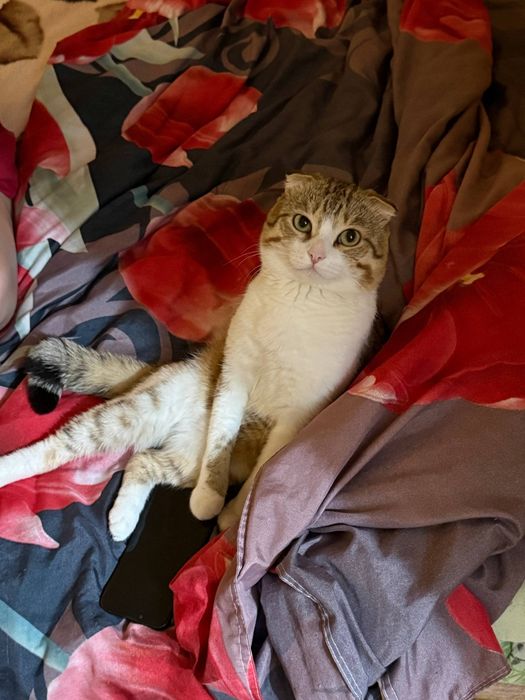 Отдам кота в добрые руки