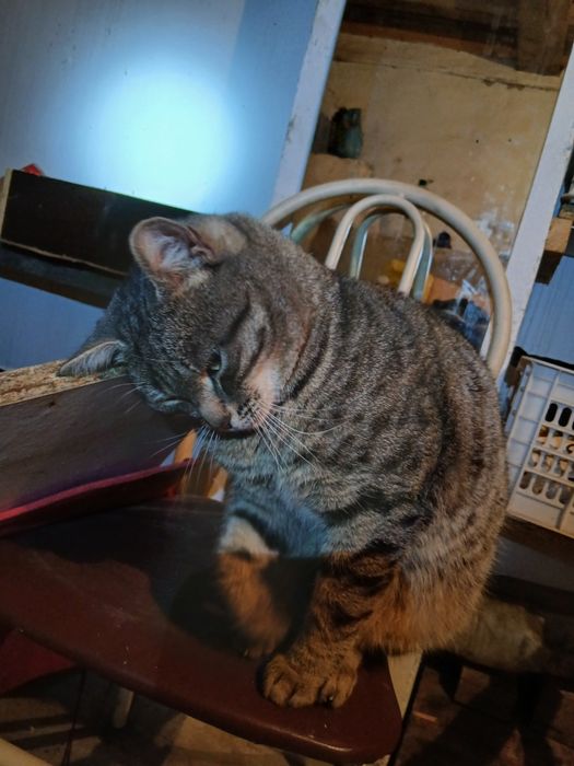 Отдам в хорошие руки