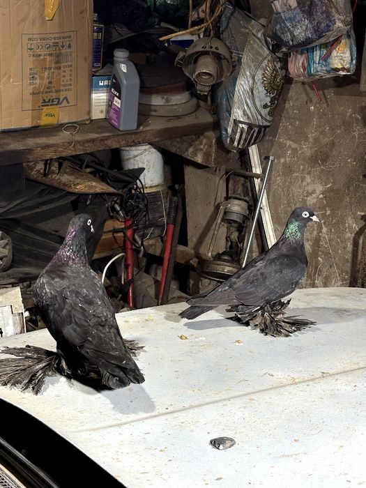 Черные северокавказкие