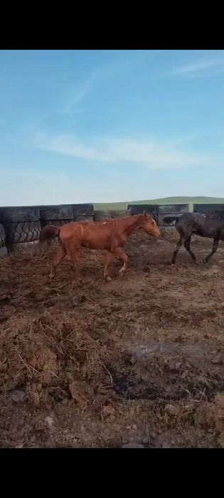 5 жасар ат сатылады жуас, мінгіі