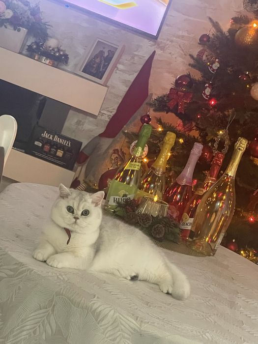 British Shorthair Silver