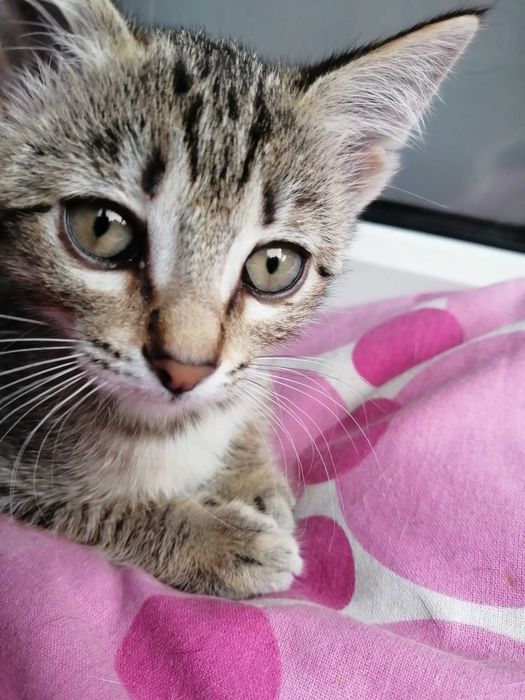 ОБЫЧНЫЙ Котенок, а может Профессионал?