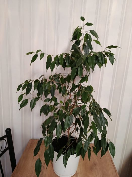 Разные комнатные ( большие) цветы