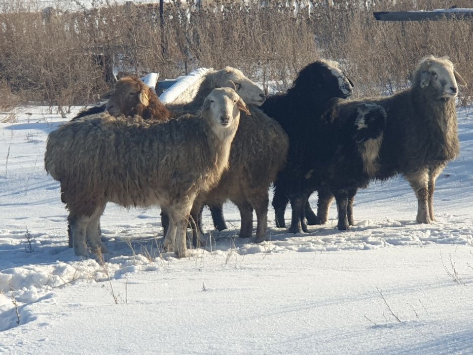 Тоқты сатылады. Бағасы 75000тг