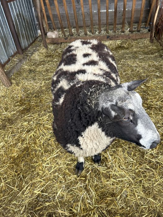 Vand schimb berbec Patat Olandez