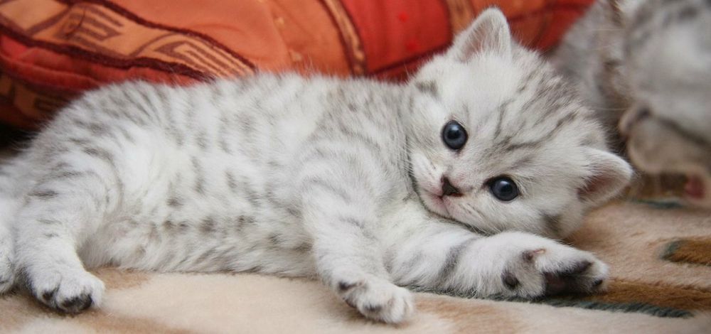 Британский котенок  1 мес возраст игривый