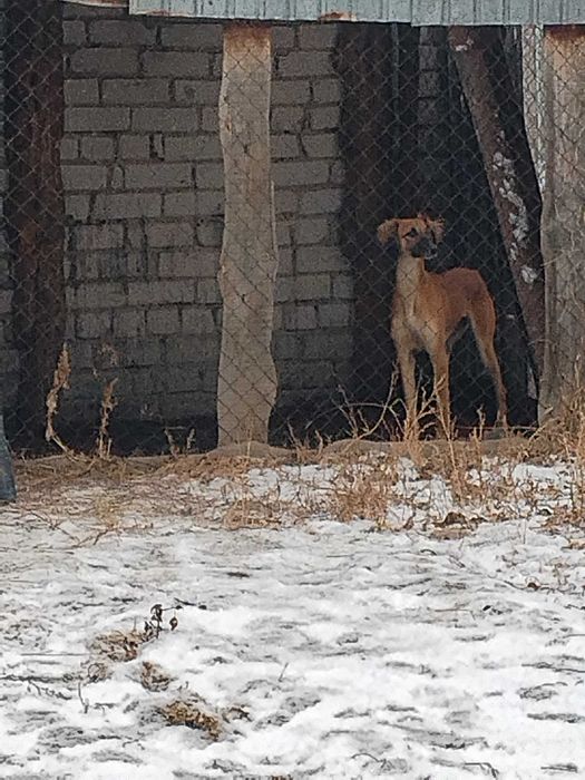 Шашақ құлақ құмай тазы