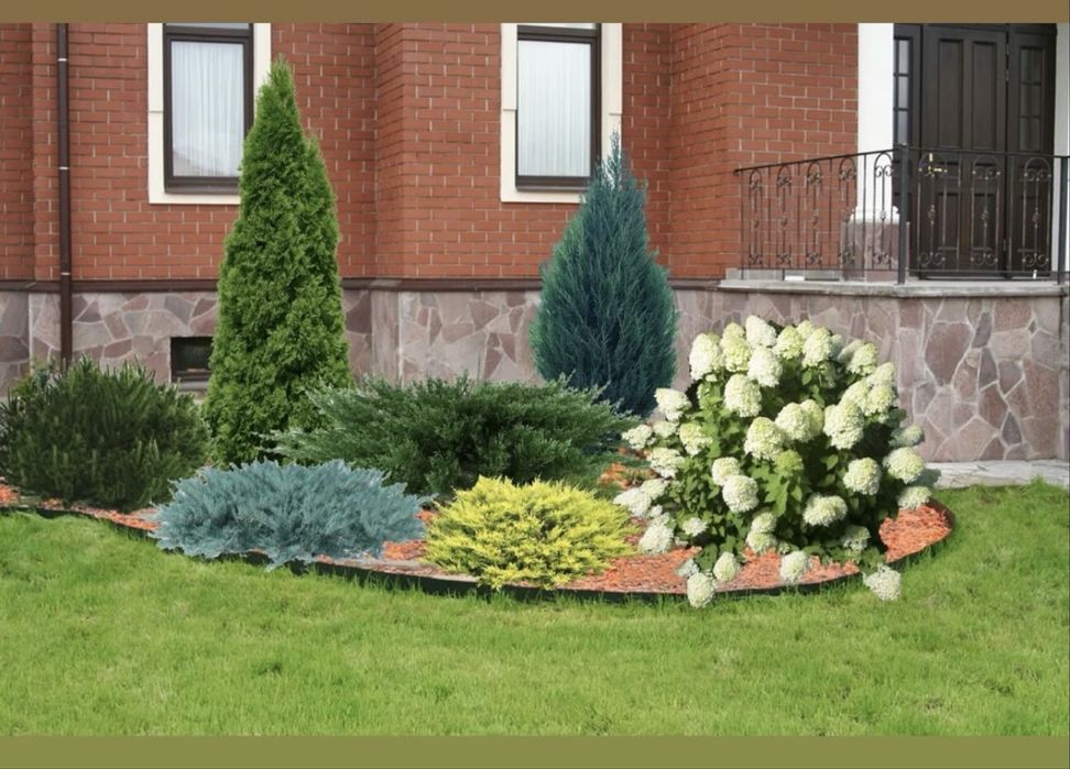 Елки туи озеленение участка