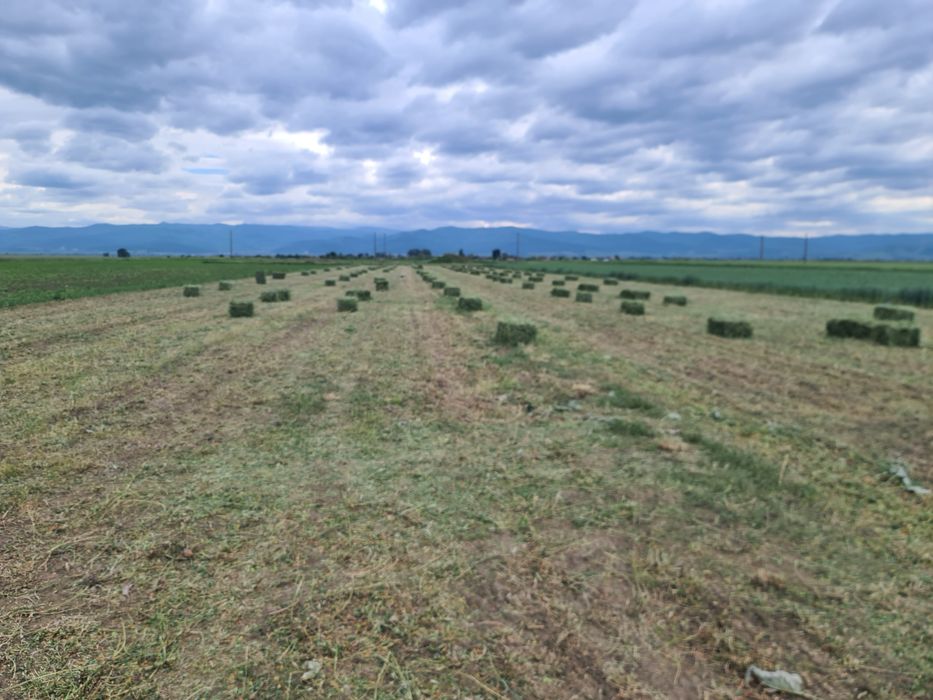 Vând baloti de Lucernă fân productie 2025 trasport la domiciliu