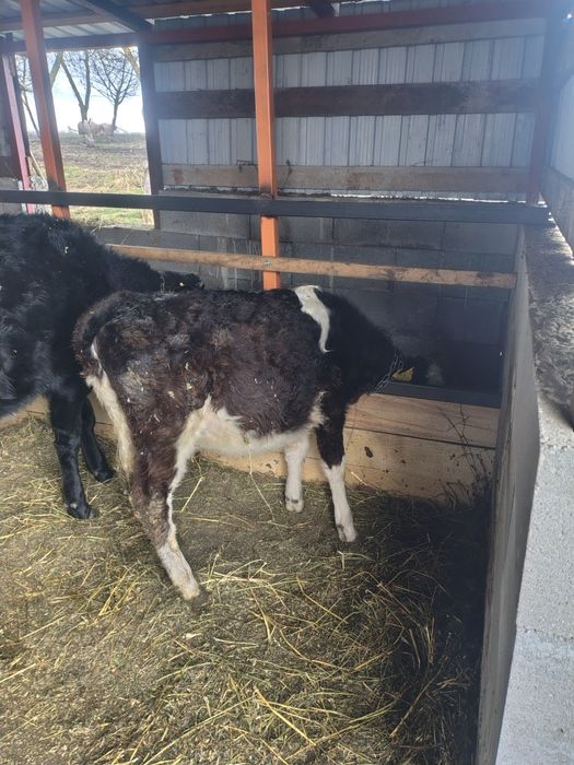 vând vitea de 3 luni jumate cu acte