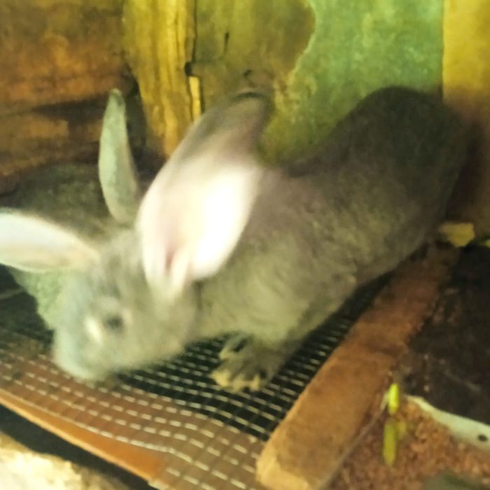 Крольчата породы великан