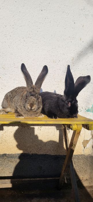 Vand 2 masculi Uriași German