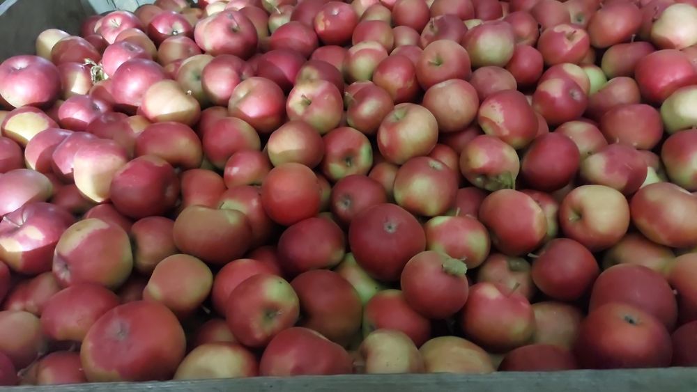 Vand mere Mere Golden,Idared,Gala