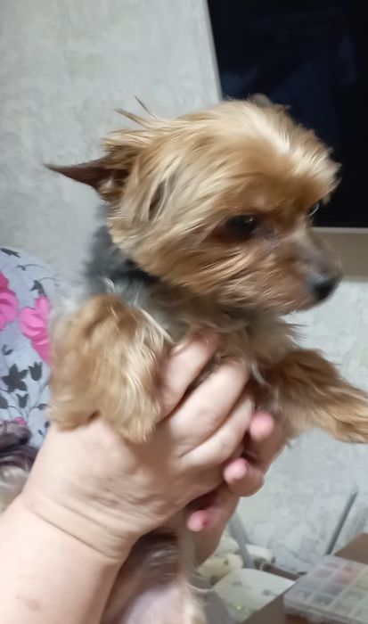 Отдам терьера в добрые руки