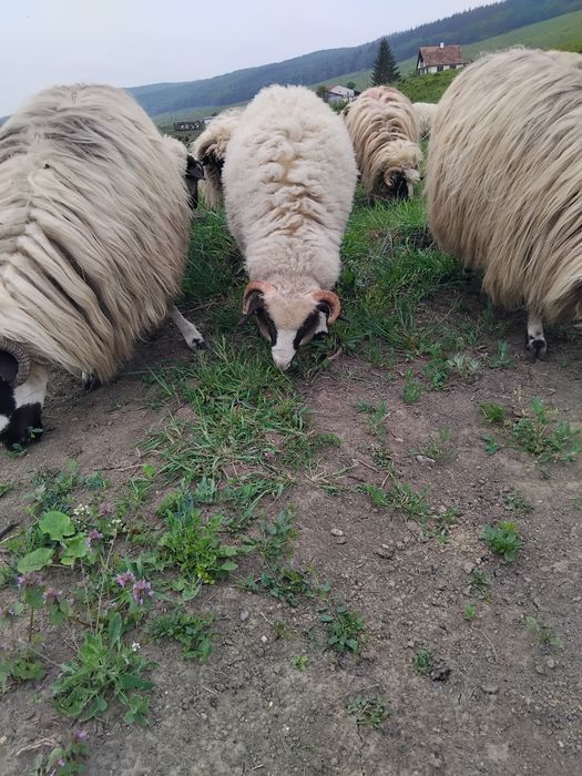 berbecuț  de vănzare