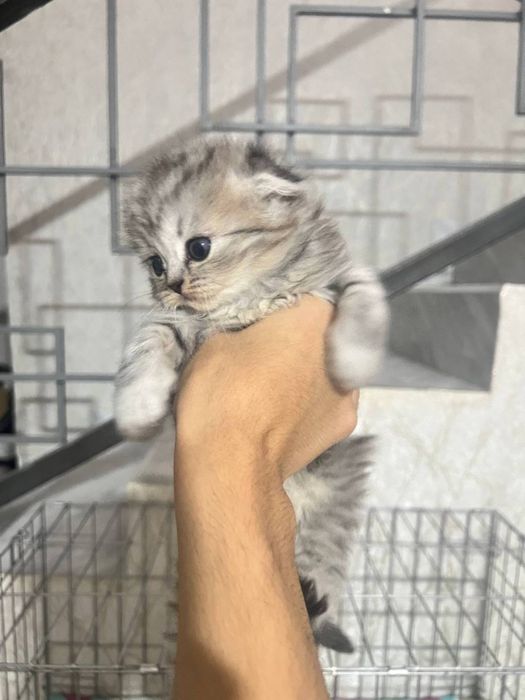 Продаются шиншилли