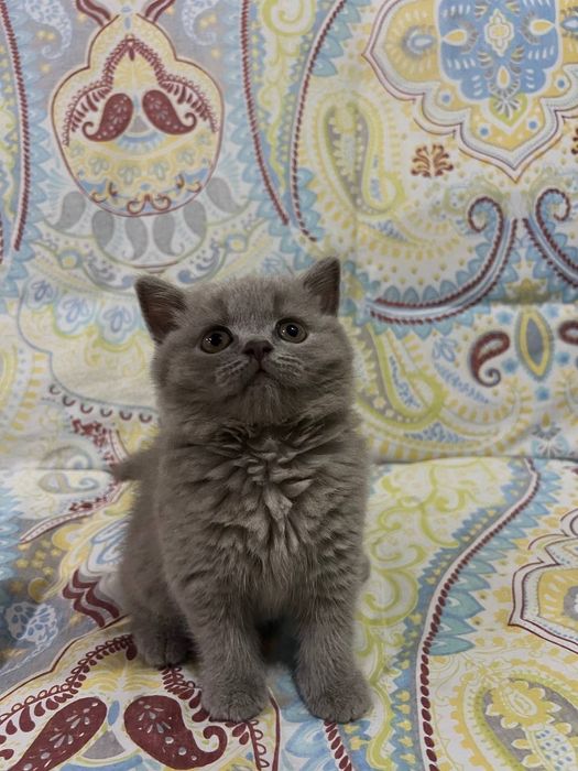 Британский котёнок