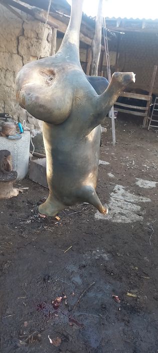 Қозы. Тоқты қошқарларды ұйытып  сатылады.