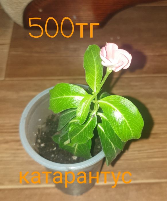 Продам комнатные растения
