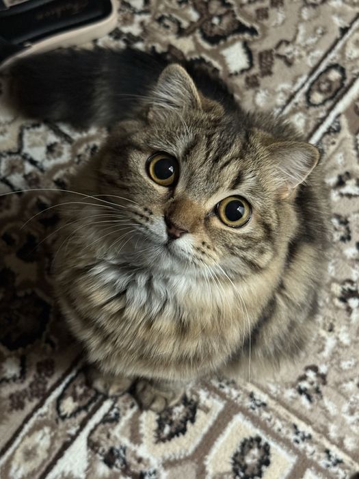 Кошка Британская