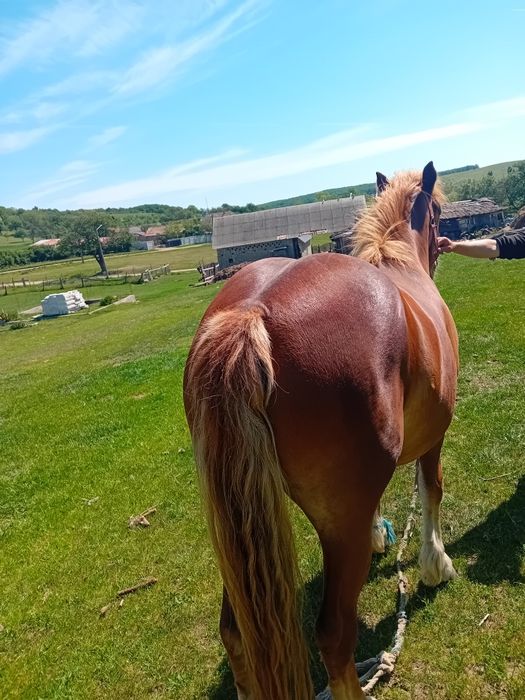 Vând manza de un an jumate