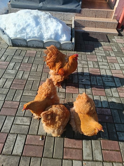 Familie gaini cochinchina