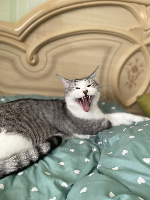 Отдам кота в хорошие руки