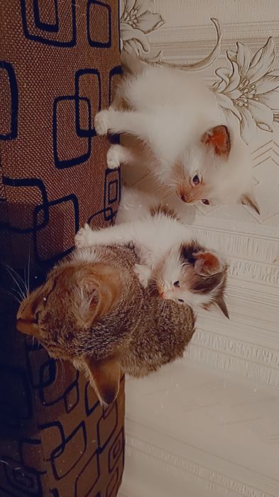 Отдам котят  в добрые руки