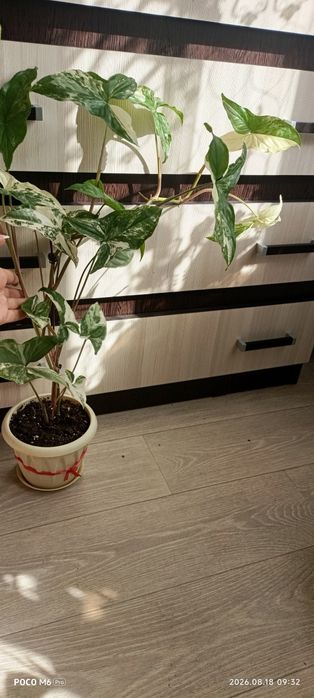 Продам комнатные растения