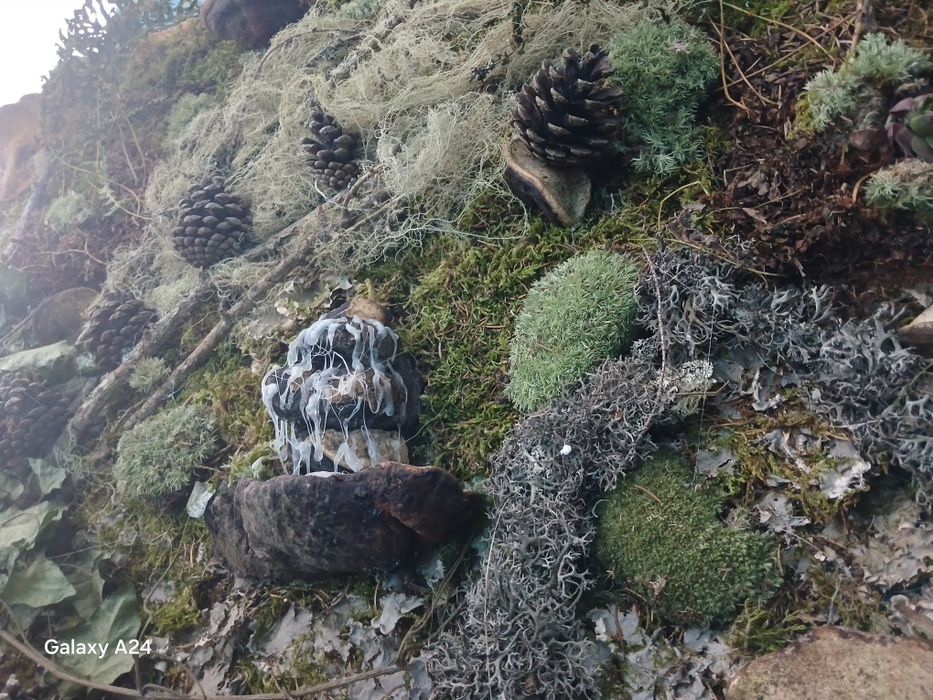 Tablouri de vânzare