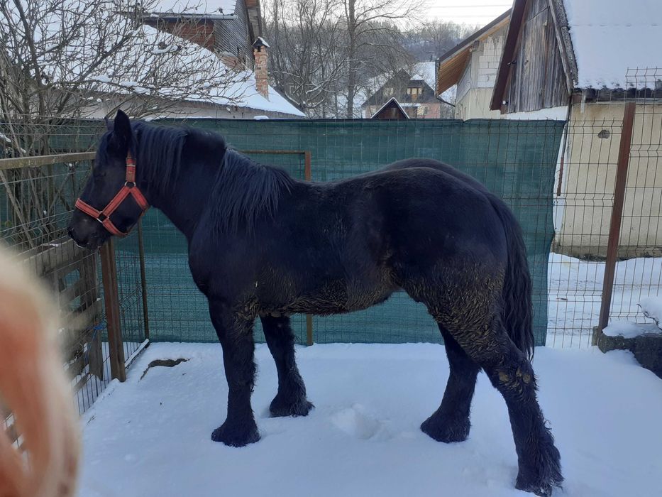 Mînz de vînzare foarte cuminte fără defecte .