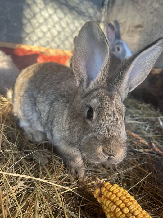 6 iepurasi de doua luni