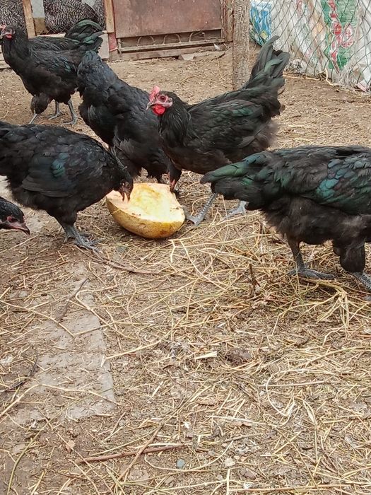 Инкубационные яйца