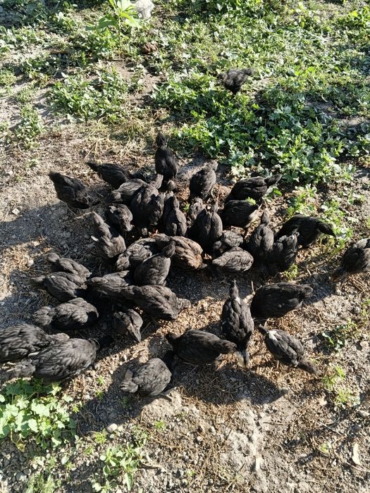 Продам цеплят австерлоп
