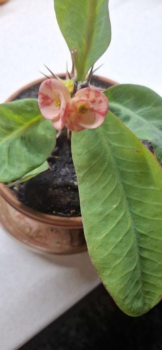 Цветок каланхоэ Миля