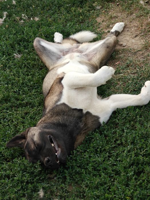 Schimb Akita American