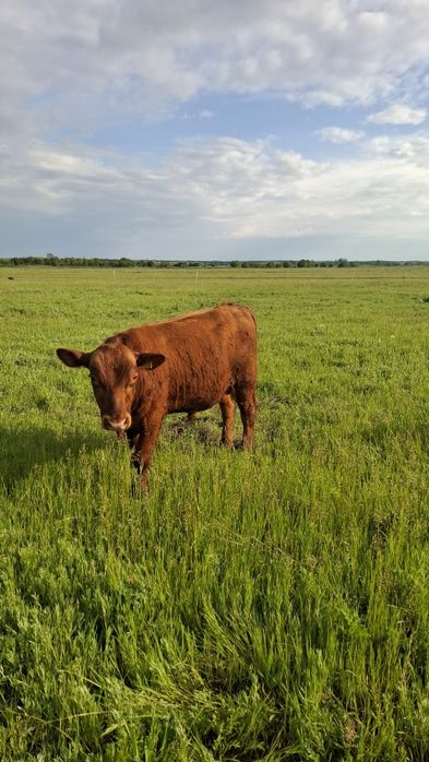 Vând tauraș angus