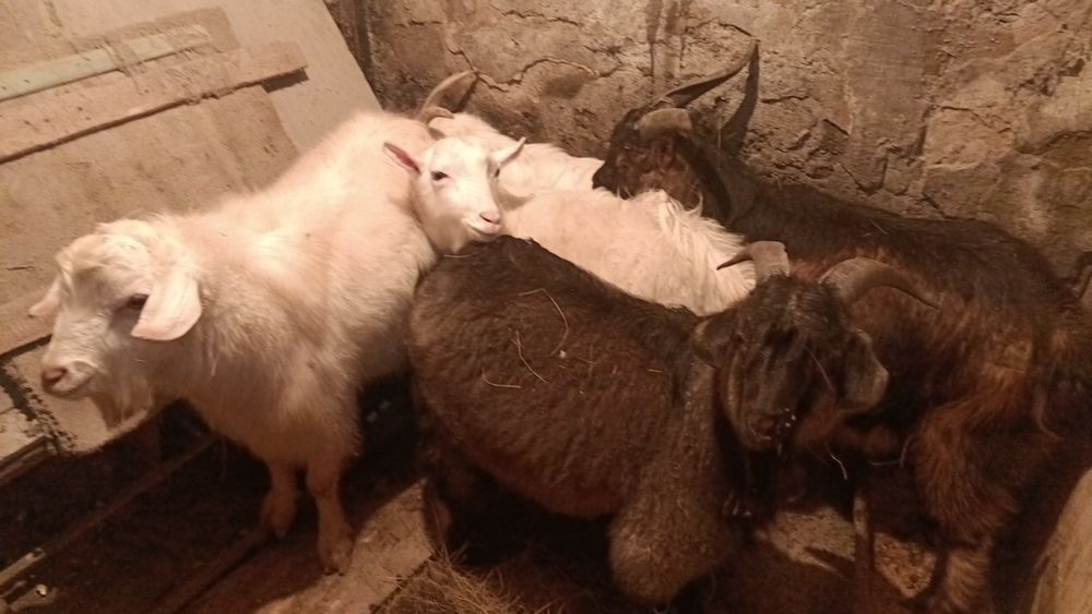 Продам козлов 5голов
